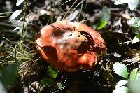 Amanita muscaria image