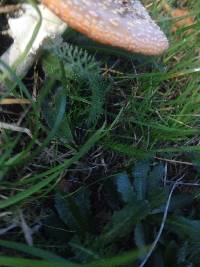 Amanita muscaria image