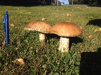 Leccinum scabrum image