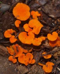 Favolaschia calocera image