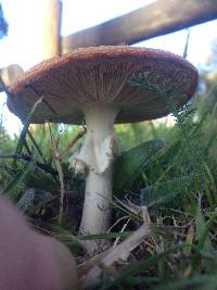 Amanita muscaria image