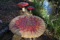 Amanita muscaria image