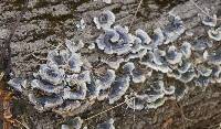 Trametes versicolor image