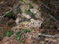 Trametes versicolor image