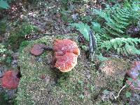 Ganoderma tsugae image