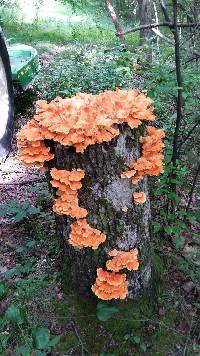 Laetiporus sulphureus image