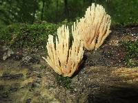 Ramaria stricta image