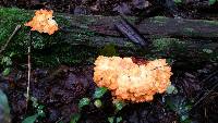 Laetiporus sulphureus image