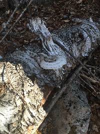 Ganoderma applanatum image