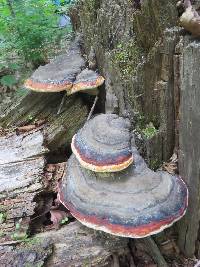 Fomitopsis pinicola image