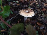 Amanita velosa image