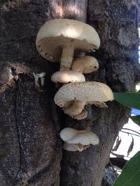 Agrocybe parasitica image