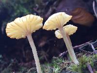 Lichenomphalia umbellifera image