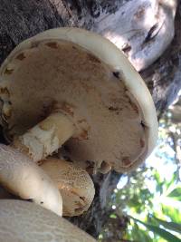 Agrocybe parasitica image