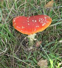 Amanita muscaria image