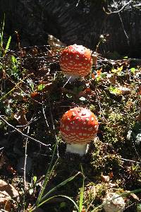 Amanita muscaria image