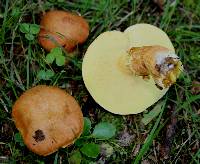 Suillus grevillei image