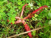 Clathrus archeri image