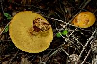 Suillus grevillei image