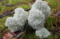 Cladonia stellaris image