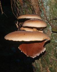 Agrocybe parasitica image