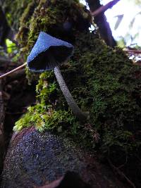 Entoloma hochstetteri image