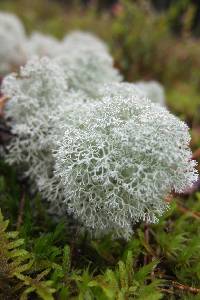 Cladonia stellaris image