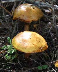 Suillus grevillei image