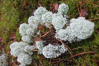 Cladonia stellaris image