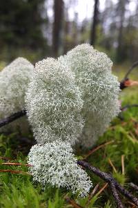 Cladonia stellaris image