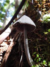 Entoloma canoconicum image