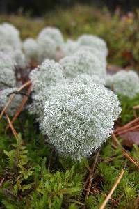 Cladonia stellaris image