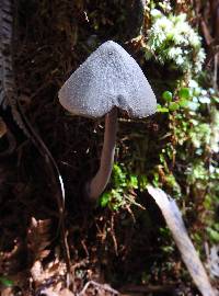 Entoloma canoconicum image