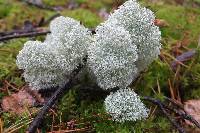 Cladonia stellaris image