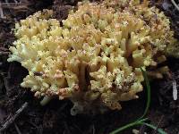 Ramaria rasilispora image