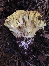 Ramaria rasilispora image