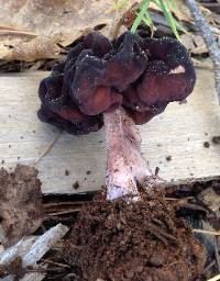 Gyromitra esculenta image