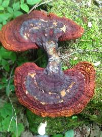 Ganoderma tsugae image