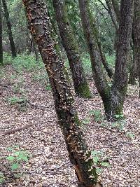 Tremella aurantia image