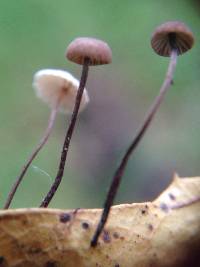 Gymnopus quercophilus image