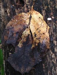 Gymnopus quercophilus image