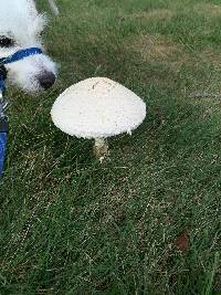 Amanita thiersii image