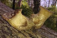 Polyporus squamosus image