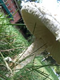 Amanita thiersii image