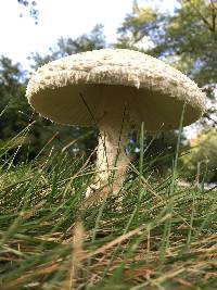 Amanita thiersii image