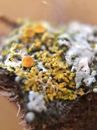 Xanthomendoza hasseana image