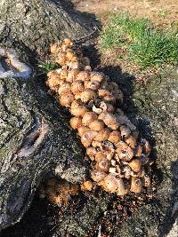 Coprinellus micaceus image