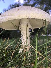 Amanita thiersii image