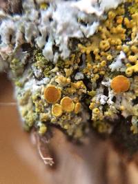 Xanthomendoza hasseana image