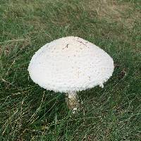 Amanita thiersii image